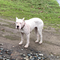 {petName}, a White Dogo Argentino Dog